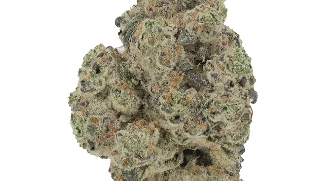 Jungle Mintz THCa delivery Hybrid Strain Review: Where Wild Flavor Meets Chill Energy